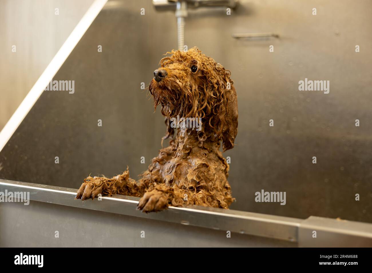 Brown poodle dog is groomed in salon. Female hands washing cute dog. Dog is wet and in shampoo. Concept of pet care and grooming for dogs. Stock Photo