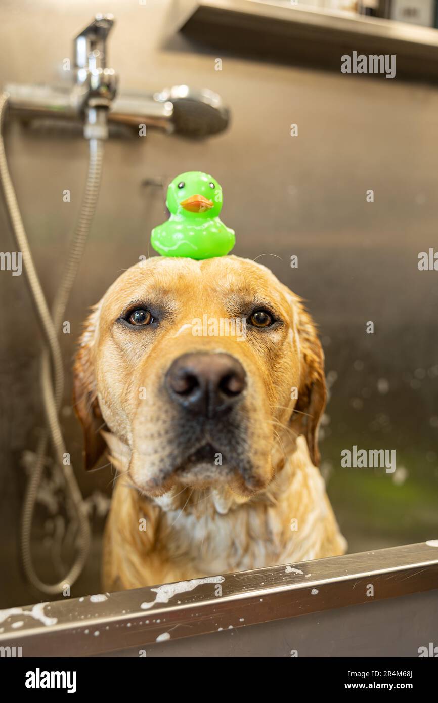 dog with a rubber duck on its head. Labrador bathes and washes in the groomer salon. Concept of pet care and grooming for dogs. Stock Photo