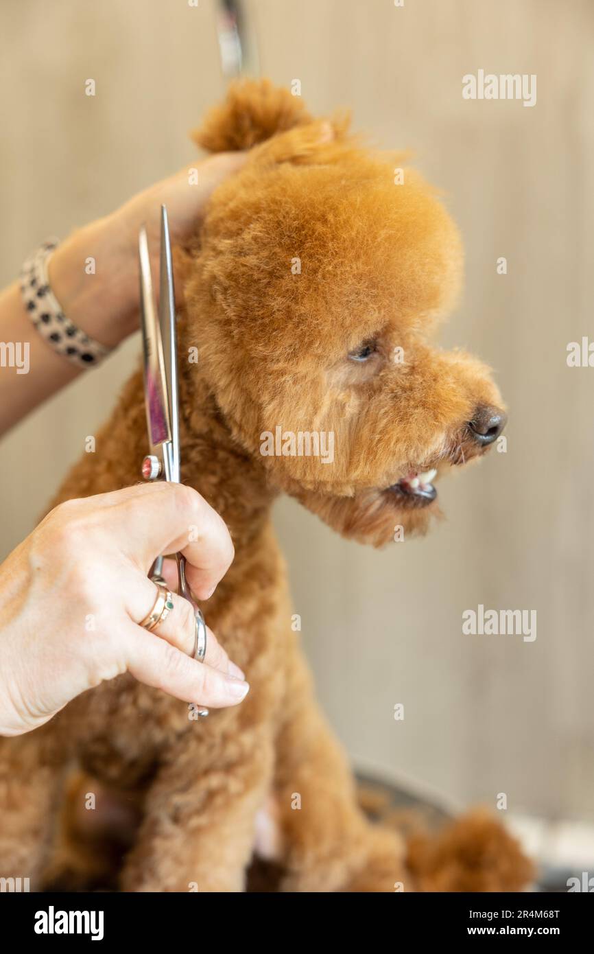 groomer cutting hairs of curly poodle dog by scissors in grooming salon