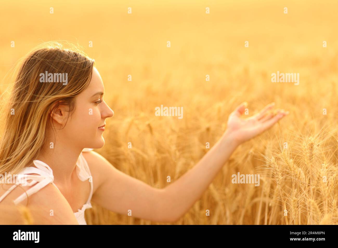 Relaxed woman touching golden wheat in a field Stock Photo