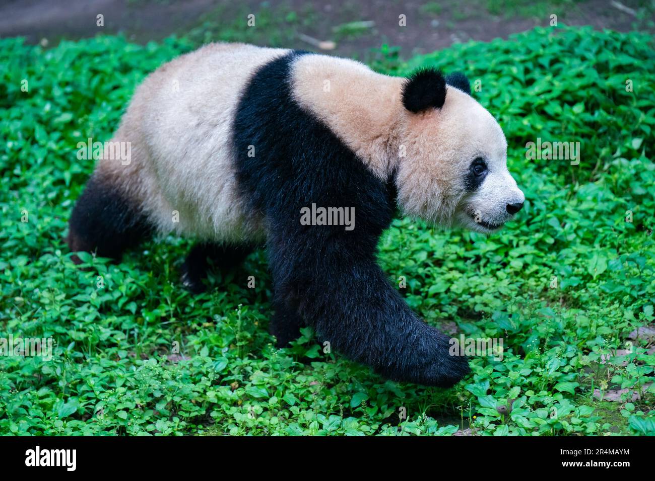 Chinese zoo dogs pandas