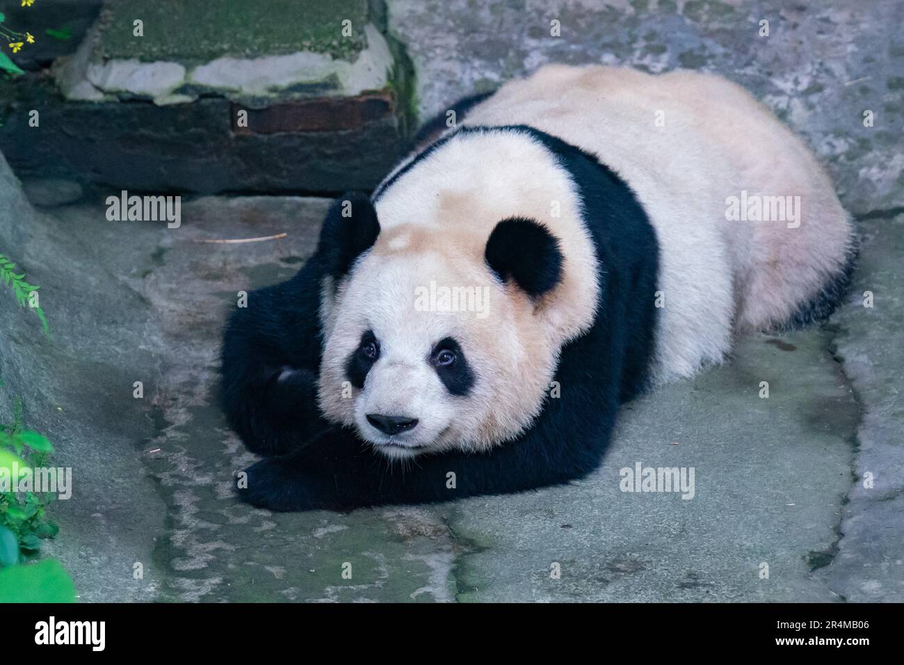Chinese zoo dogs pandas