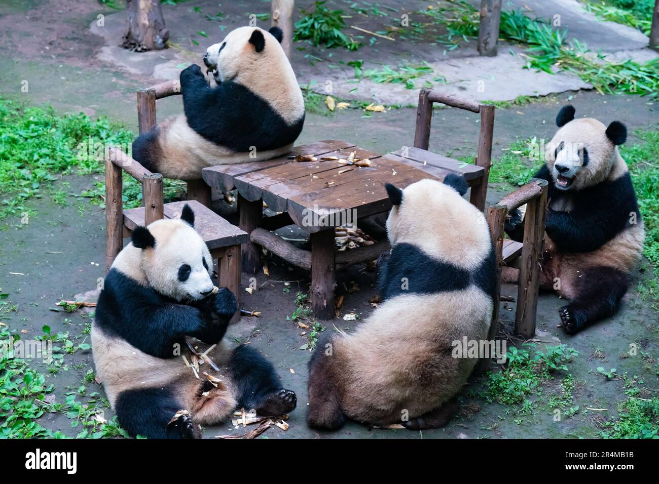Chinese zoo dogs pandas