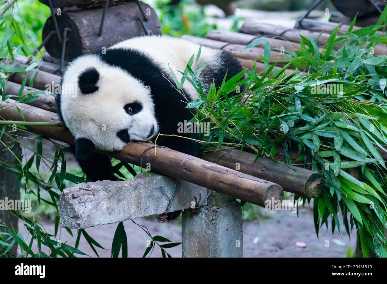 Chinese zoo dogs pandas