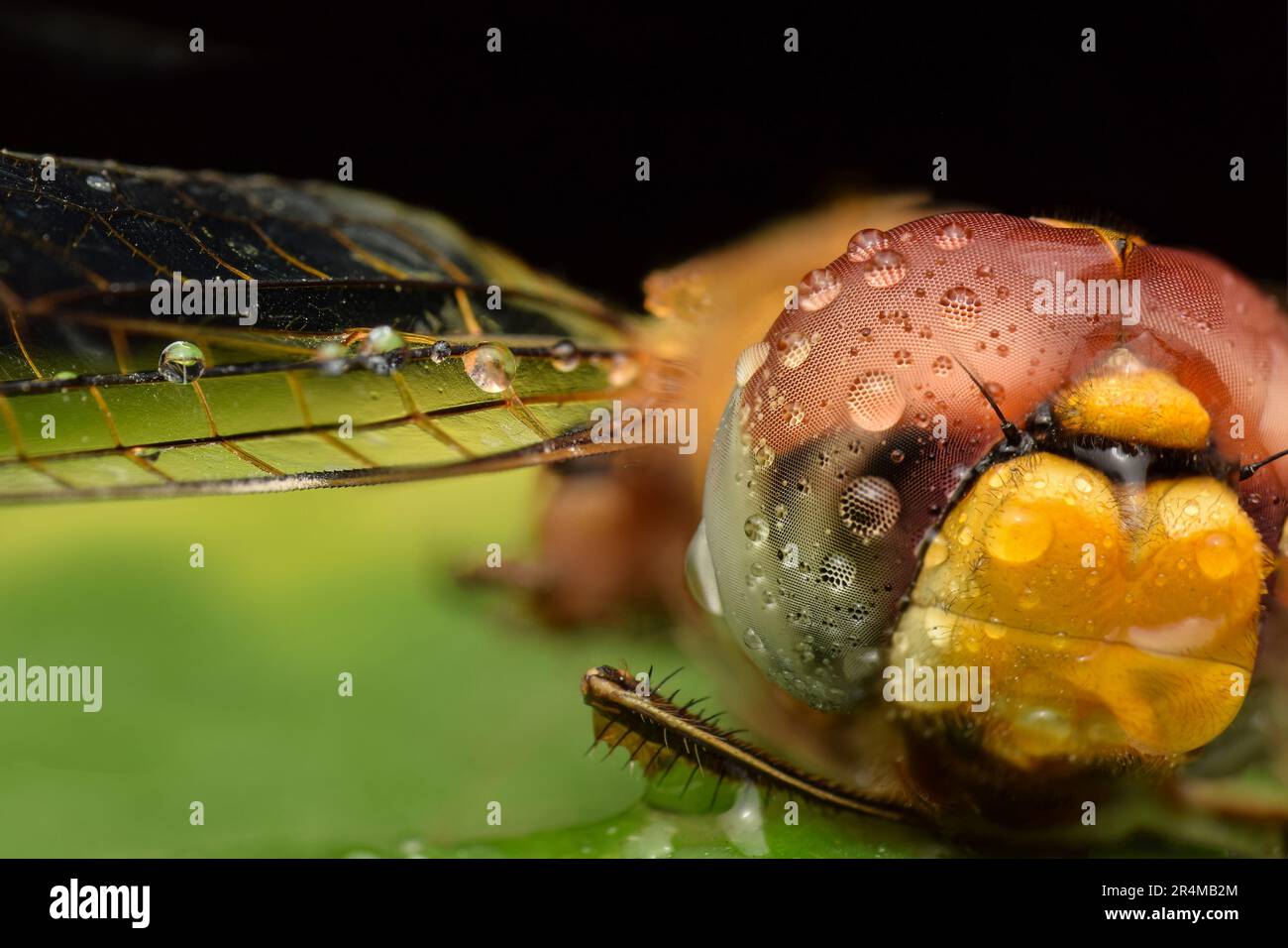 detailed macro shot of a dragonfly Stock Photo