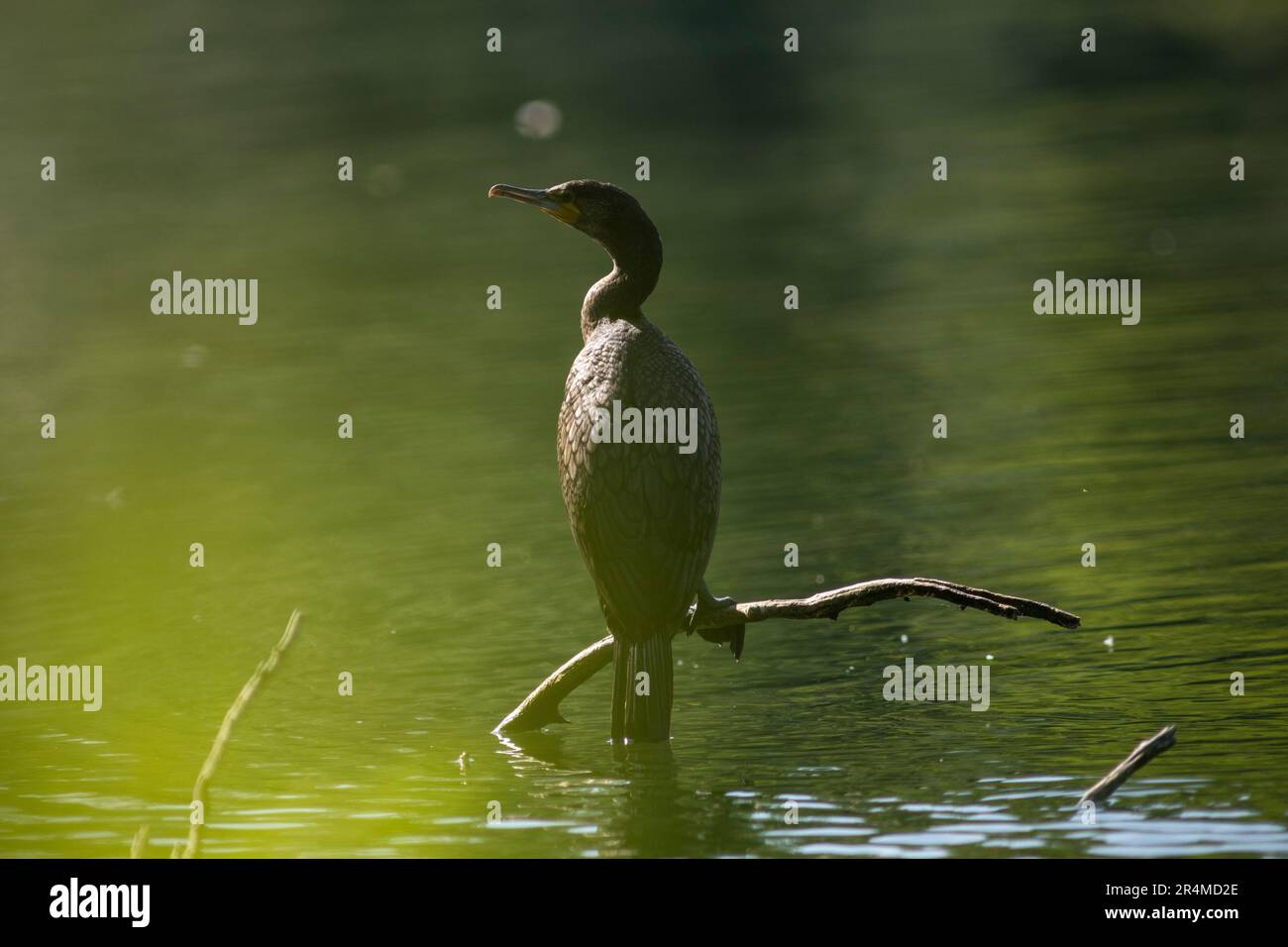 The great cormorant (Phalacrocorax carbo), known as the black shag or kawau in New Zealand, formerly also known as the great black cormorant across th Stock Photo