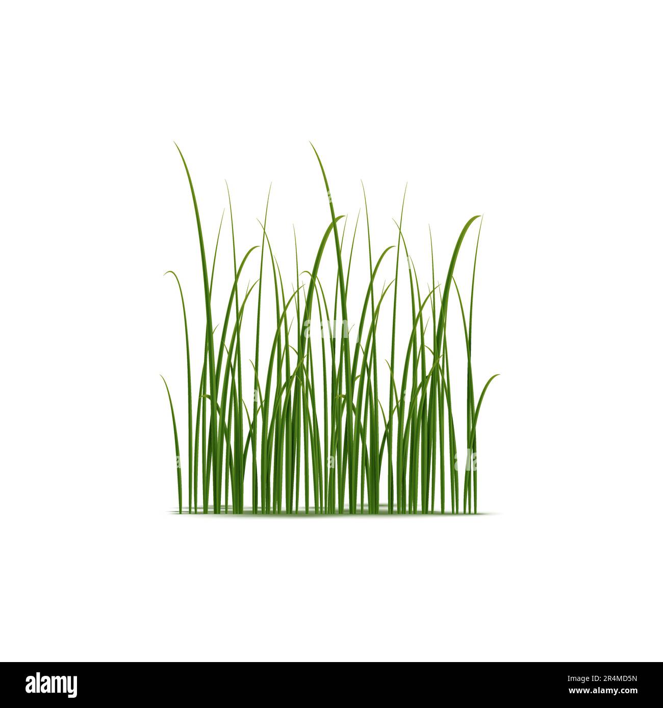 Realistic reed, sedge and grass grow in wetlands and marshes. Isolated 3d vector slender plants with unique structure well-suited to survive in moist environments Stock Vector