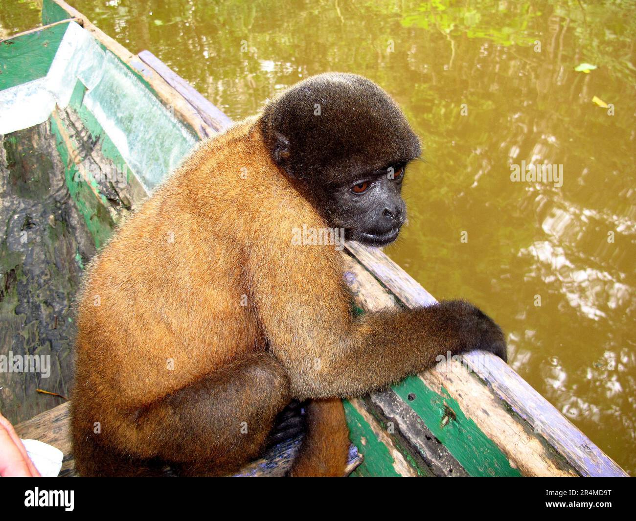 The monkey in Amazon river, Peru Stock Photo Alamy