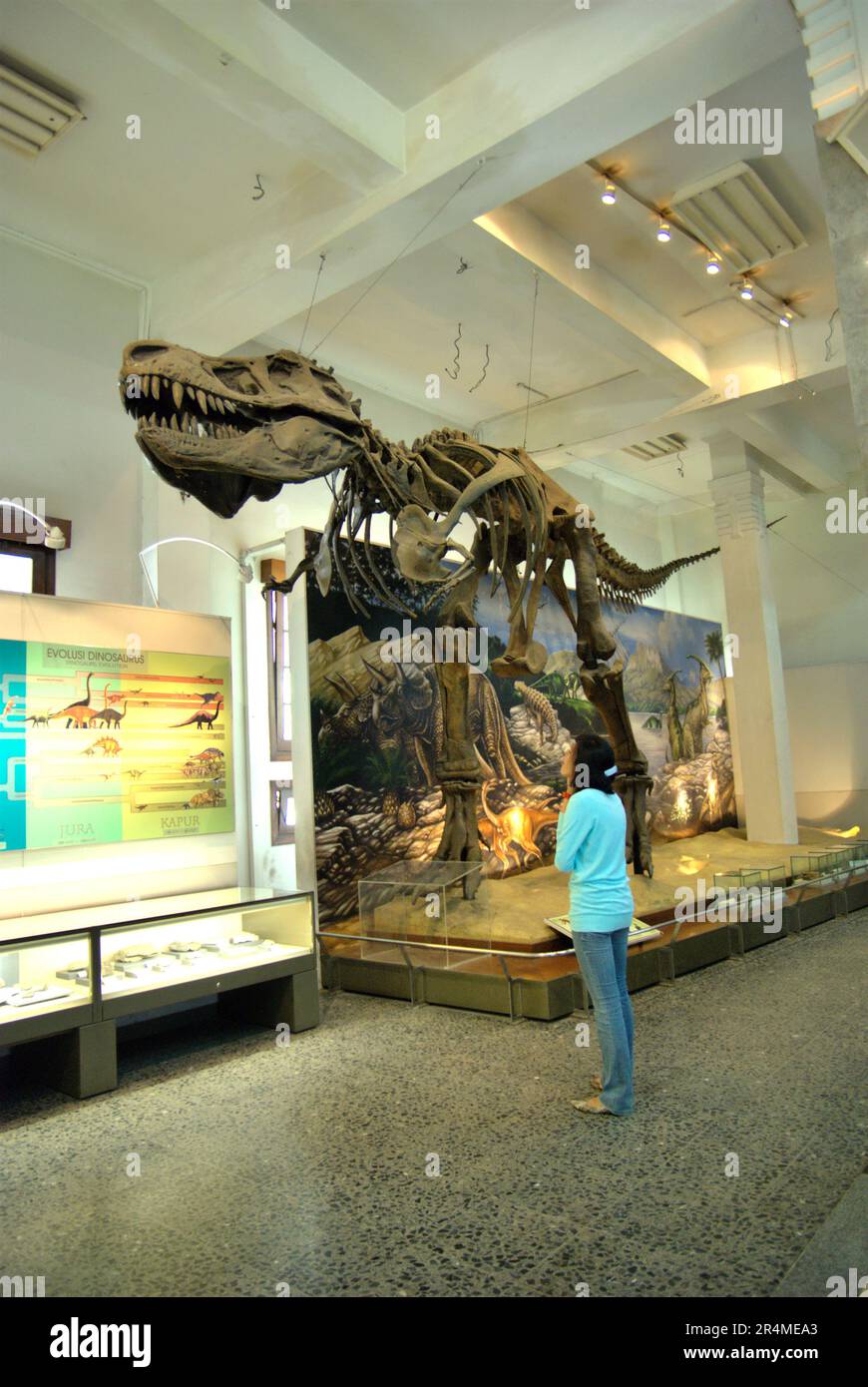 A woman visitor is paying attention to a reconstruction of a Tyrannosaurus rex at Museum Geologi (Geology Museum) in Bandung, West Java, Indonesia. Stock Photo