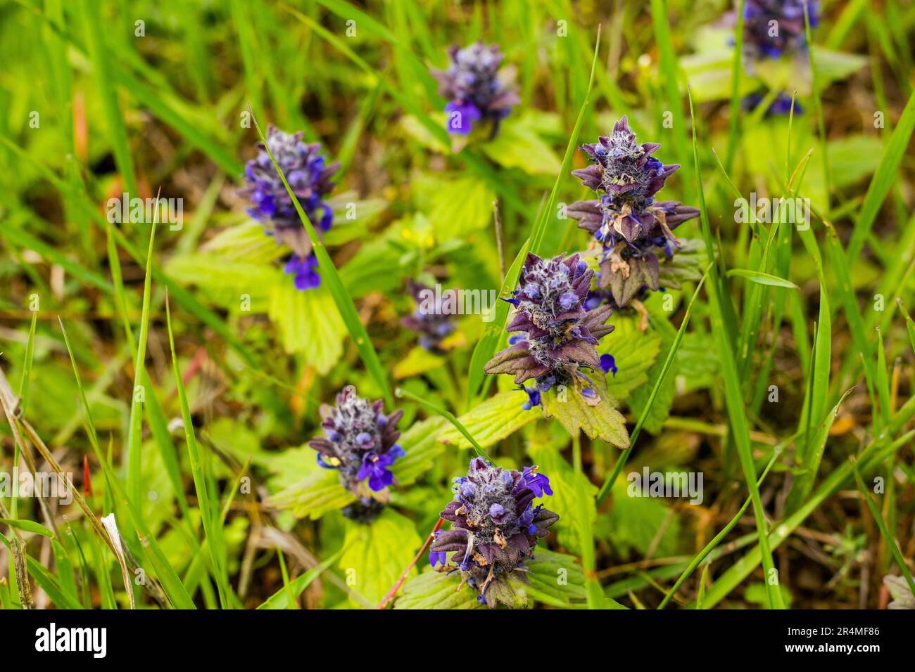 Plant ajuga pyramidalis hi-res stock photography and images - Alamy