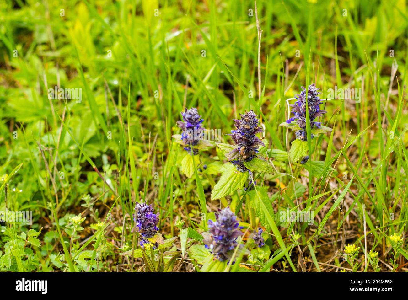 Ajuga pyramidalis purple wild flower in field Stock Photo