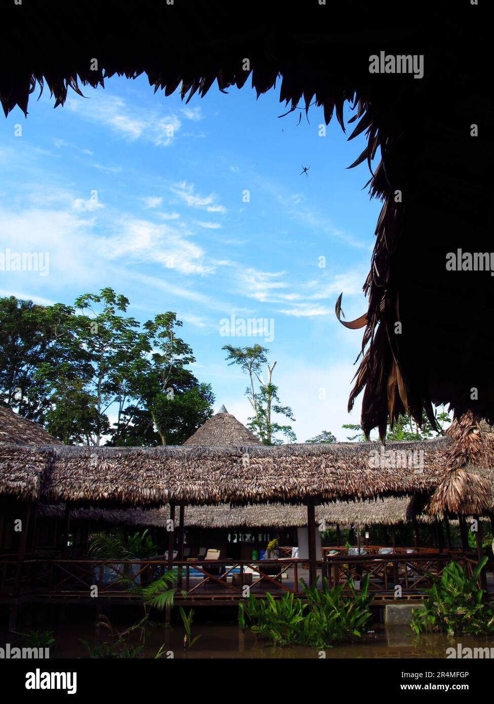 The spider in the lodge on Amazon river in Peru Stock Photo