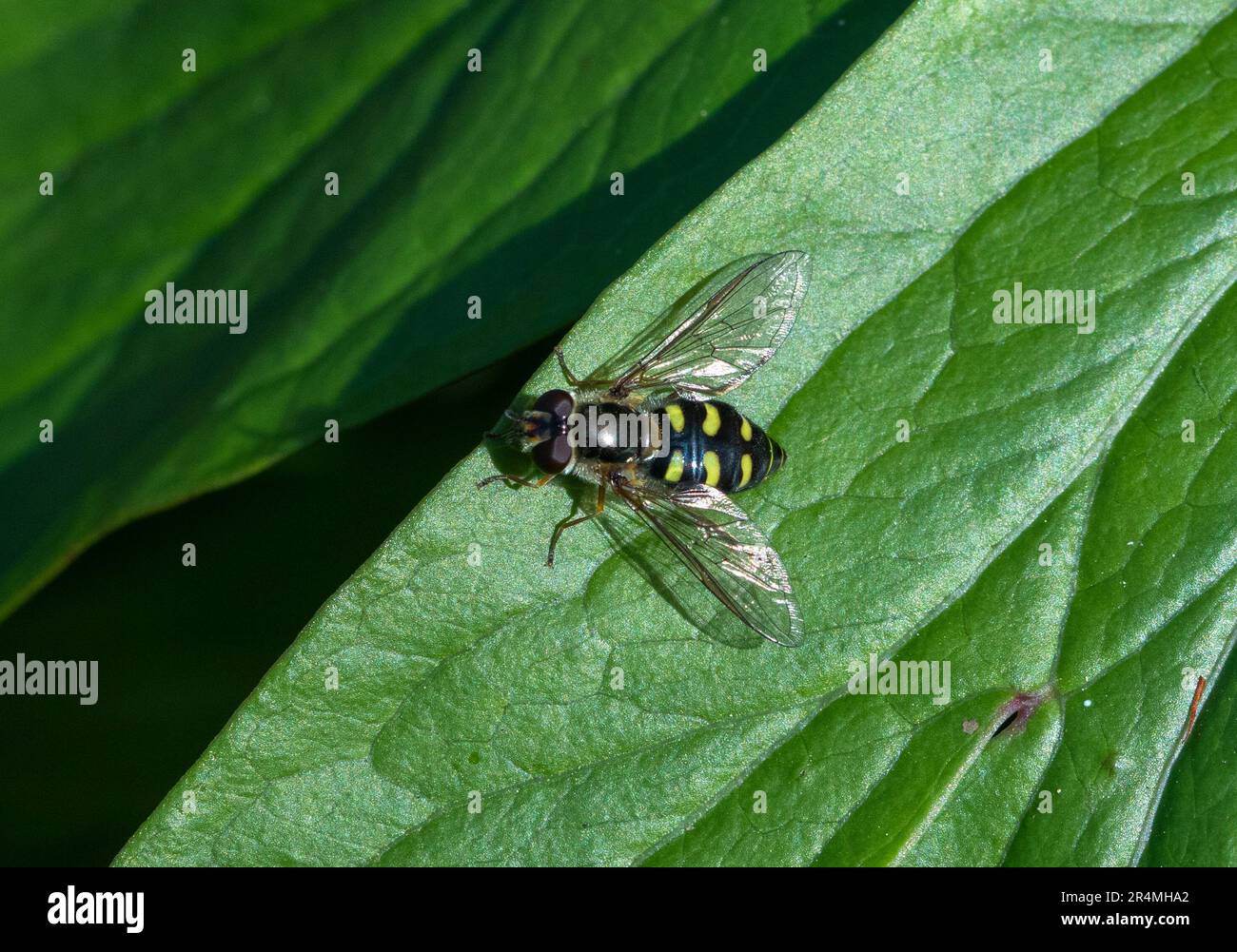 Female Eupeodes species hover fly on leaf Stock Photo