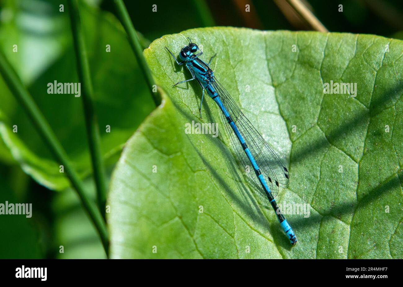 Azure damselfly coenagrion puella male hi-res stock photography and ...