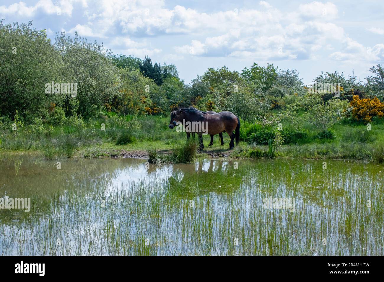 Exmoor ponies by pond in spring Stock Photo