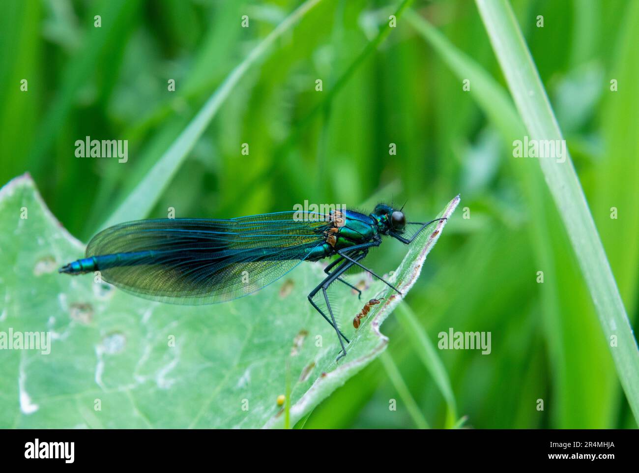 Male Banded Demoiselle damselfly on leaf Stock Photo