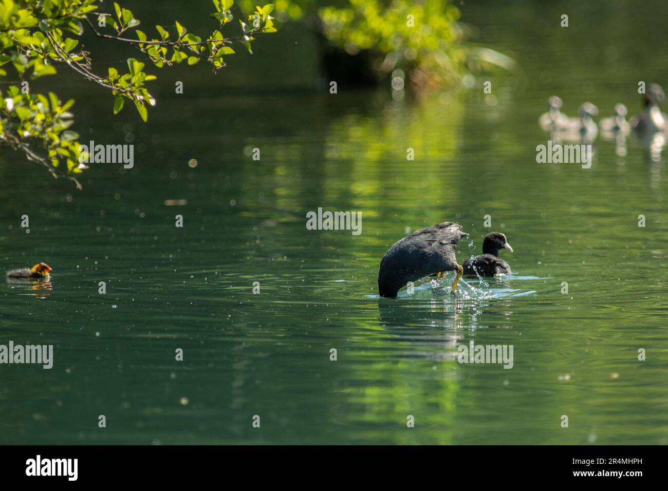The Eurasian coot (Fulica atra), also known as the common coot, or Australian coot, is a member of the rail and crake bird family, the Rallidae. Stock Photo