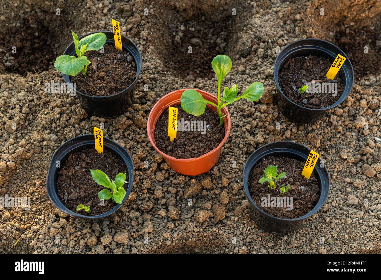 Planting dahlia plants in a flowerbed. Presprouted dahlia tubers in ornamental garden. Stock Photo