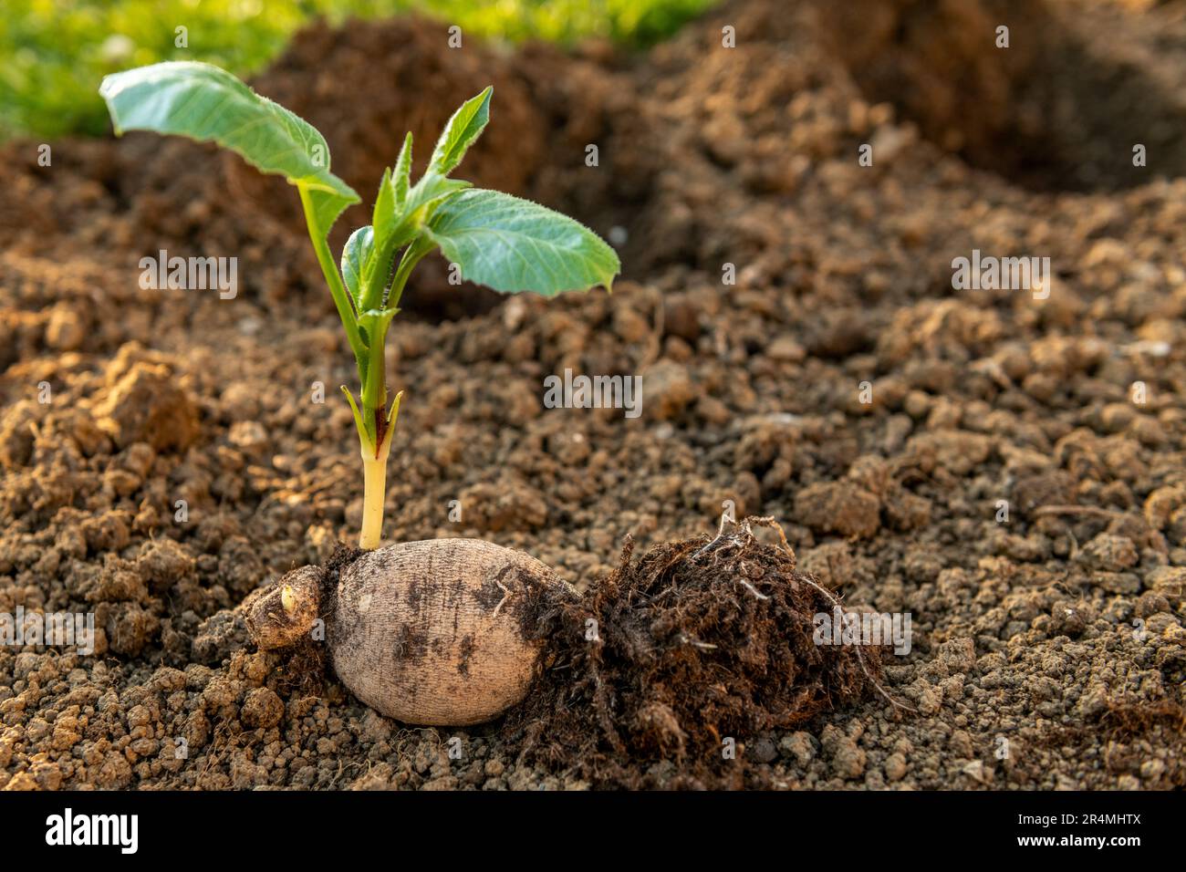 Planting dahlia plants in a flowerbed. Presprouted dahlia tubers in ornamental garden. Stock Photo
