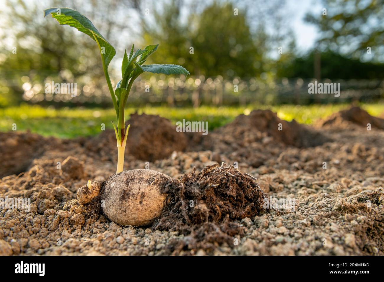 Planting dahlia plants in a flowerbed. Presprouted dahlia tubers in ornamental garden. Stock Photo