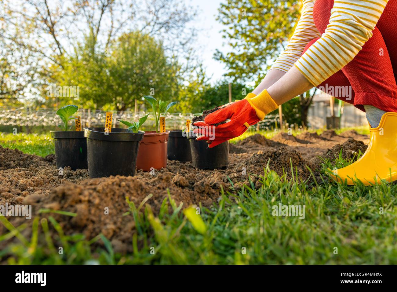 Planting dahlia plants in a flowerbed. Woman planting presprouted dahlia tubers in her garden. Stock Photo