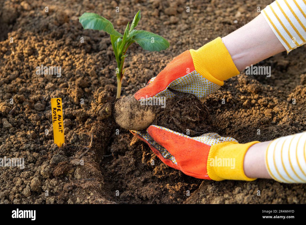 Planting dahlia plants in a flowerbed. Woman planting presprouted dahlia tubers in her garden. Stock Photo