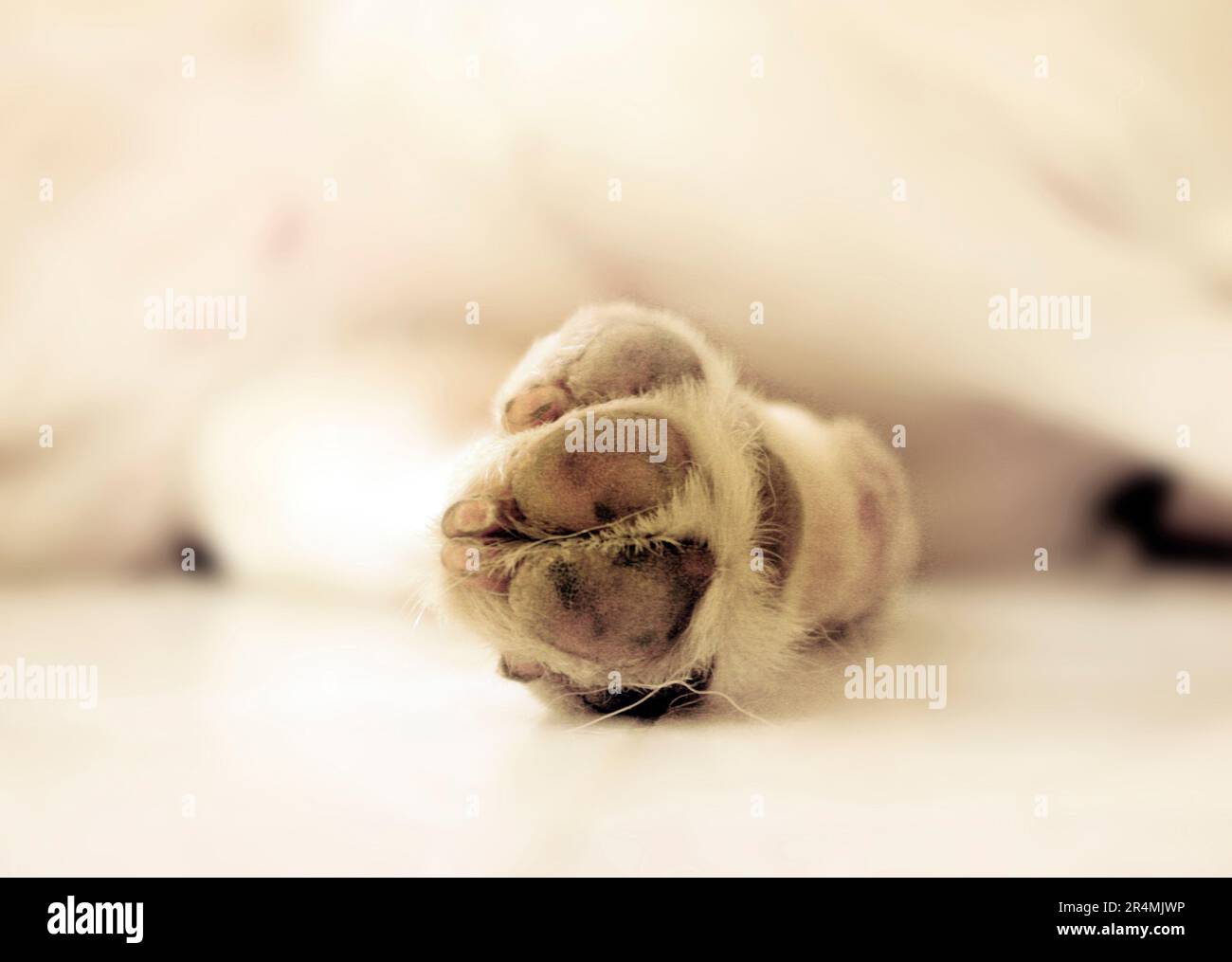 Lab Paws Cute labradors hi-res stock photography and images - Alamy