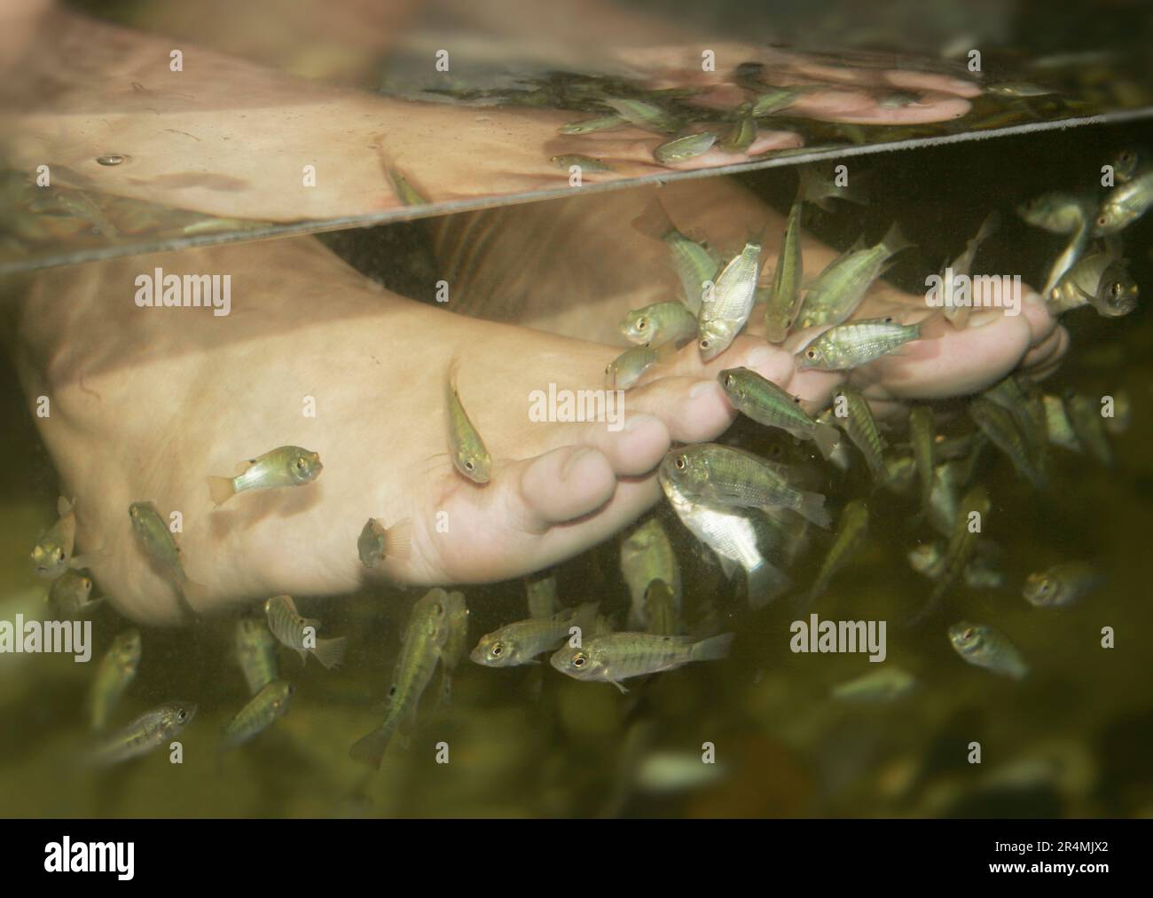 A customer has her pedicure done by fish at a fish spa in Kuala Lumpur. Stock Photo