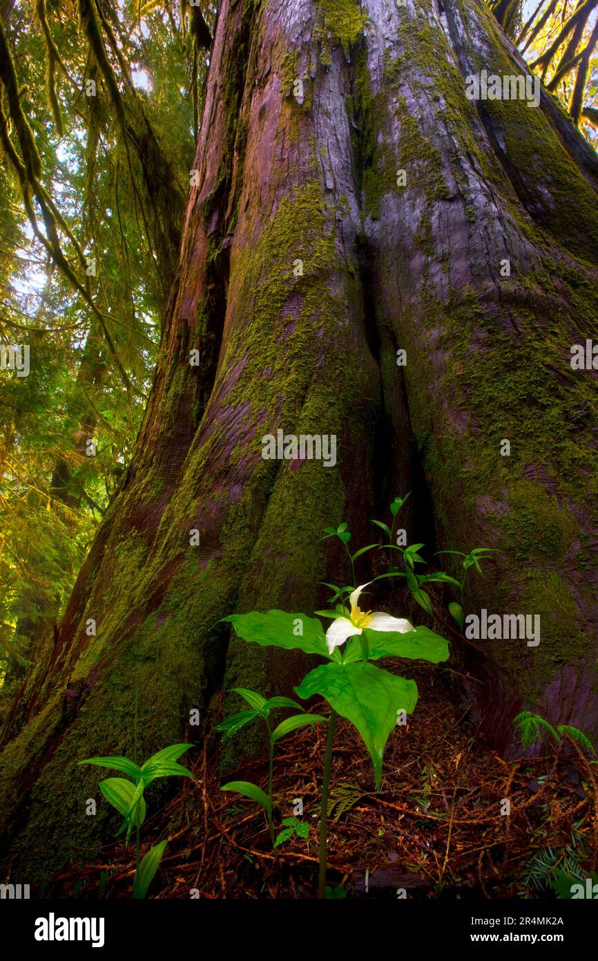 A Trillium flower grows at the base of an old-growth Western Red Cedar tree in Washington's Quinault rainforest. Stock Photo