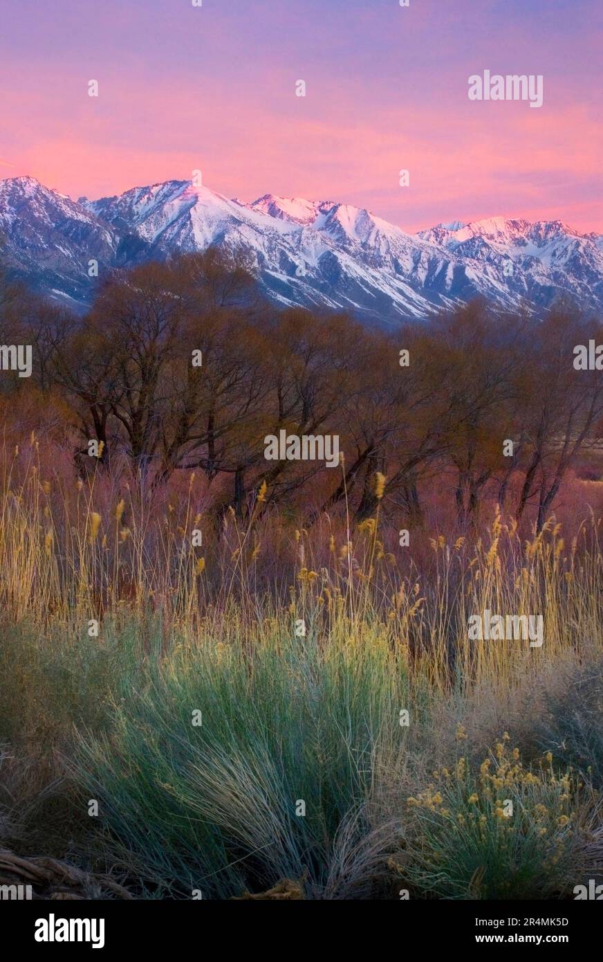 Layers of beautiful foliage including Cottonwood, Willow, Sagebrush and