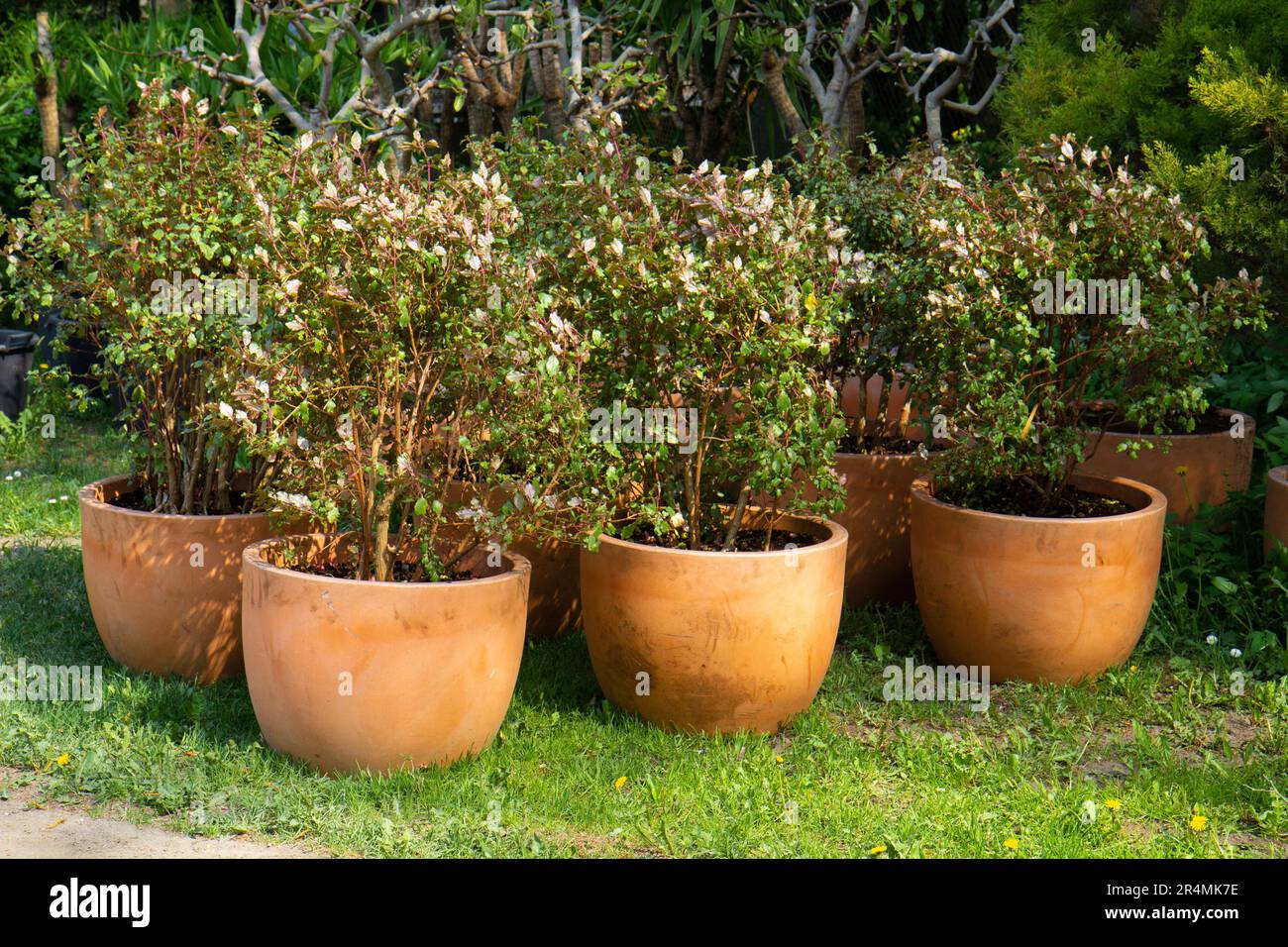 plant in a pot in a garden seedling nursery. plant nursery. planting a young tree Stock Photo