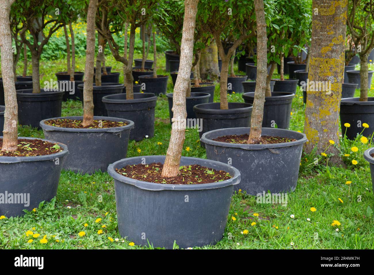 Nursery of fruit and berry trees and bushes for planting on a garden plot in the garden Stock Photo