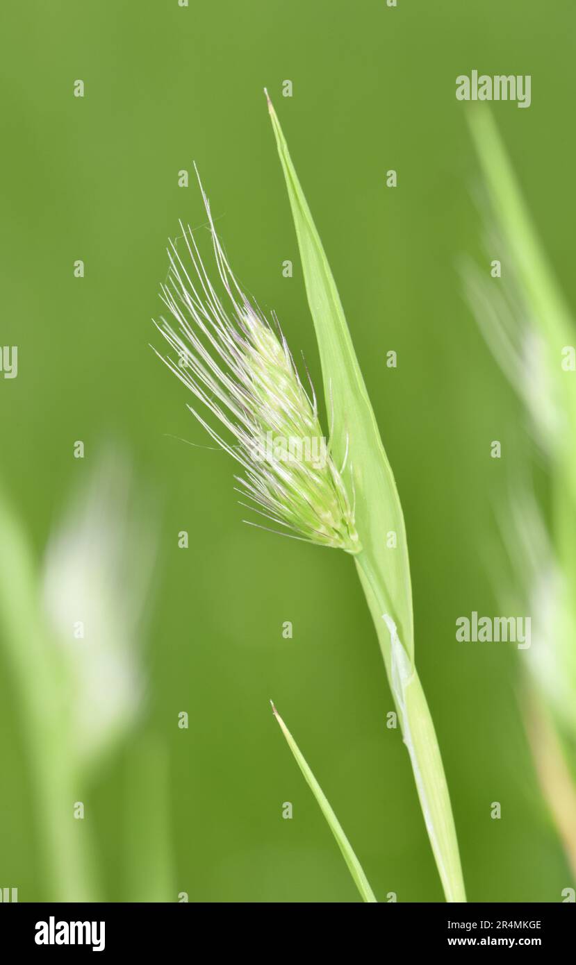 rough-dogs-tail-grass-hi-res-stock-photography-and-images-alamy