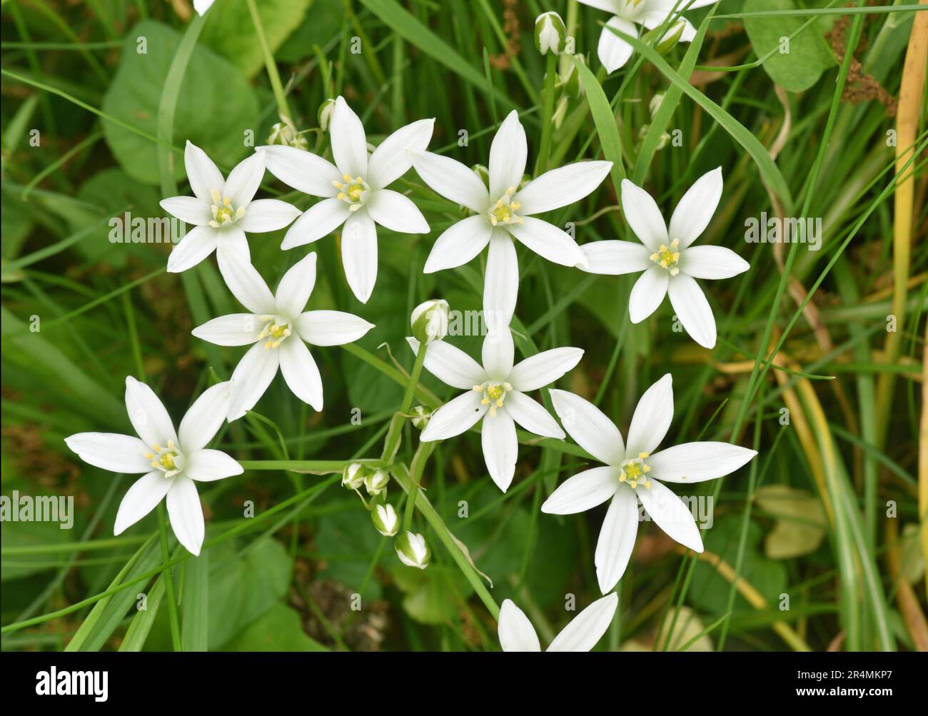 Star-of-Bethlehem - Ornithogalum angustifolium Stock Photo