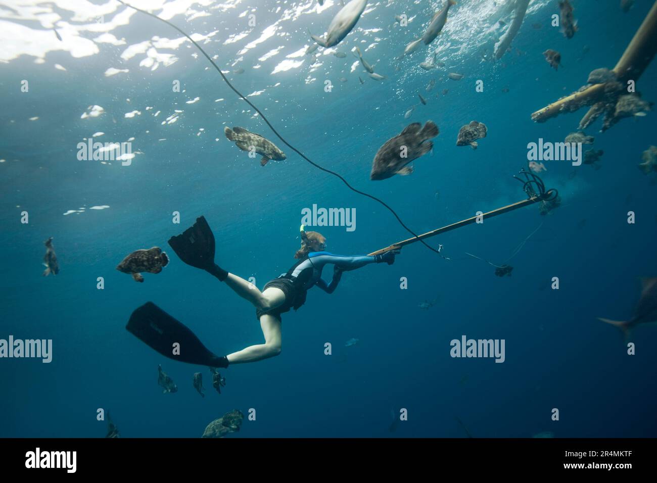 A female diver in flippers shoots a speargun underwater, while surrounded  by large fish in Costa Rica Stock Photo - Alamy
