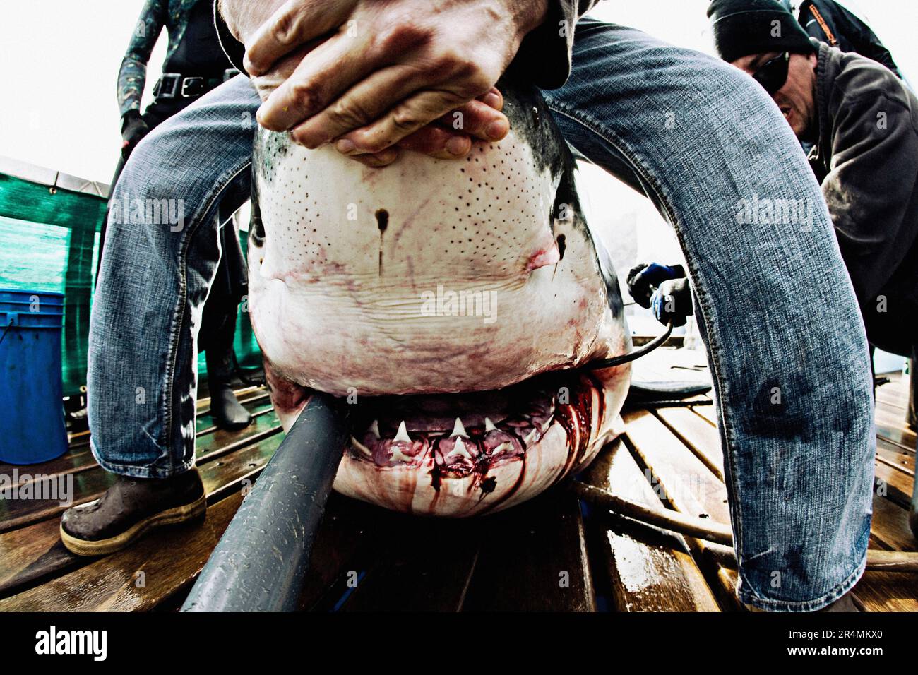 Shark nose hi-res stock photography and images - Alamy