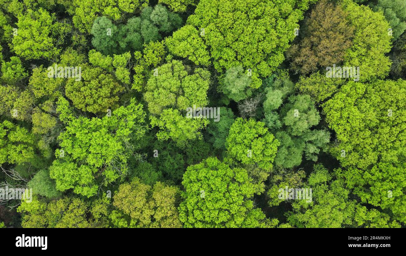 aerial view of deciduous woodland in spring Stock Photo