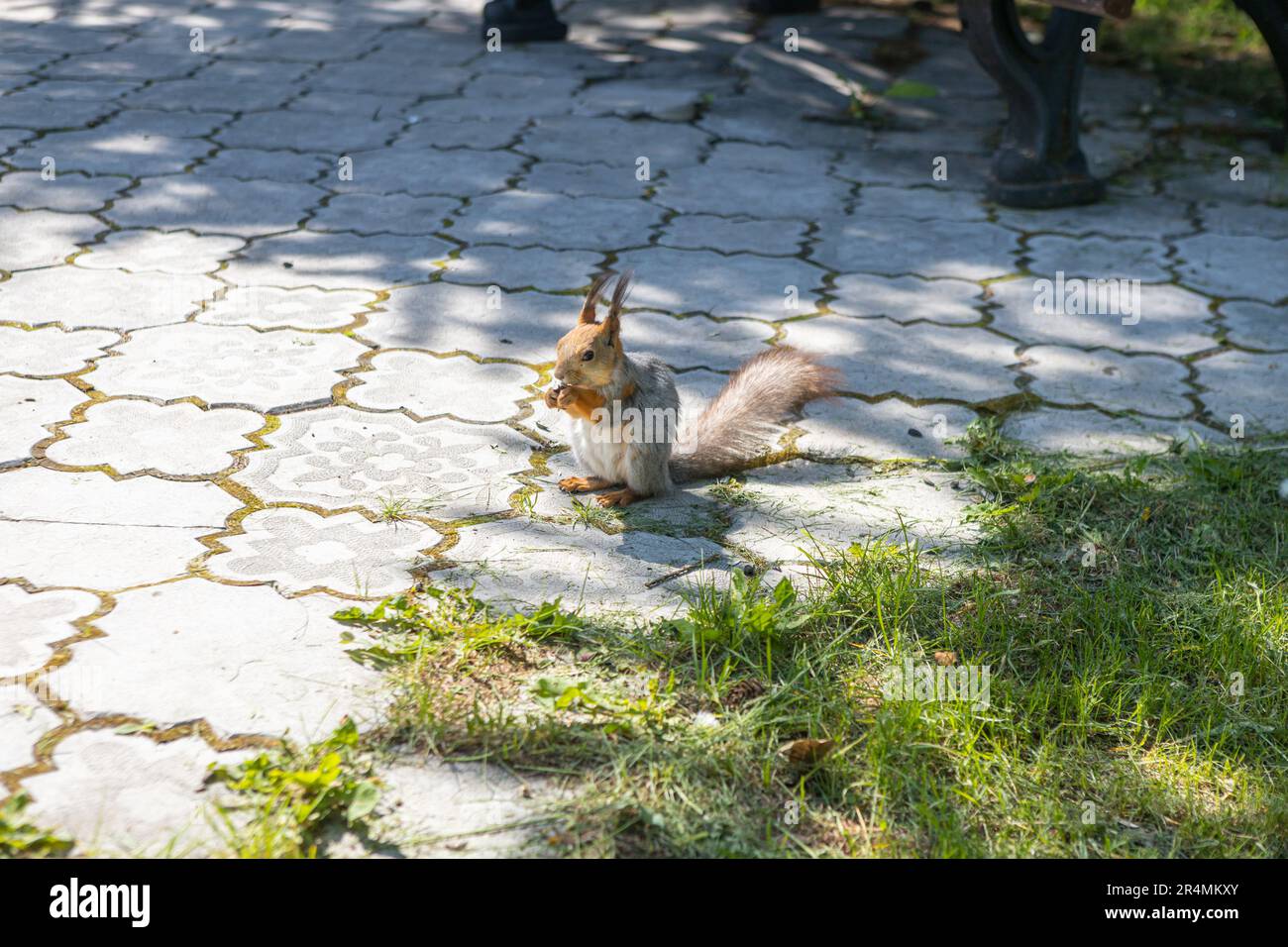 Eurasian red squirrel (Sciurus vulgaris) feeding on nut Stock Photo