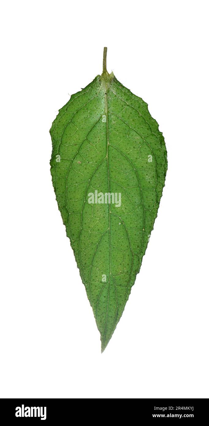 Green Alkanet - Pentaglottis sempervirens Stock Photo