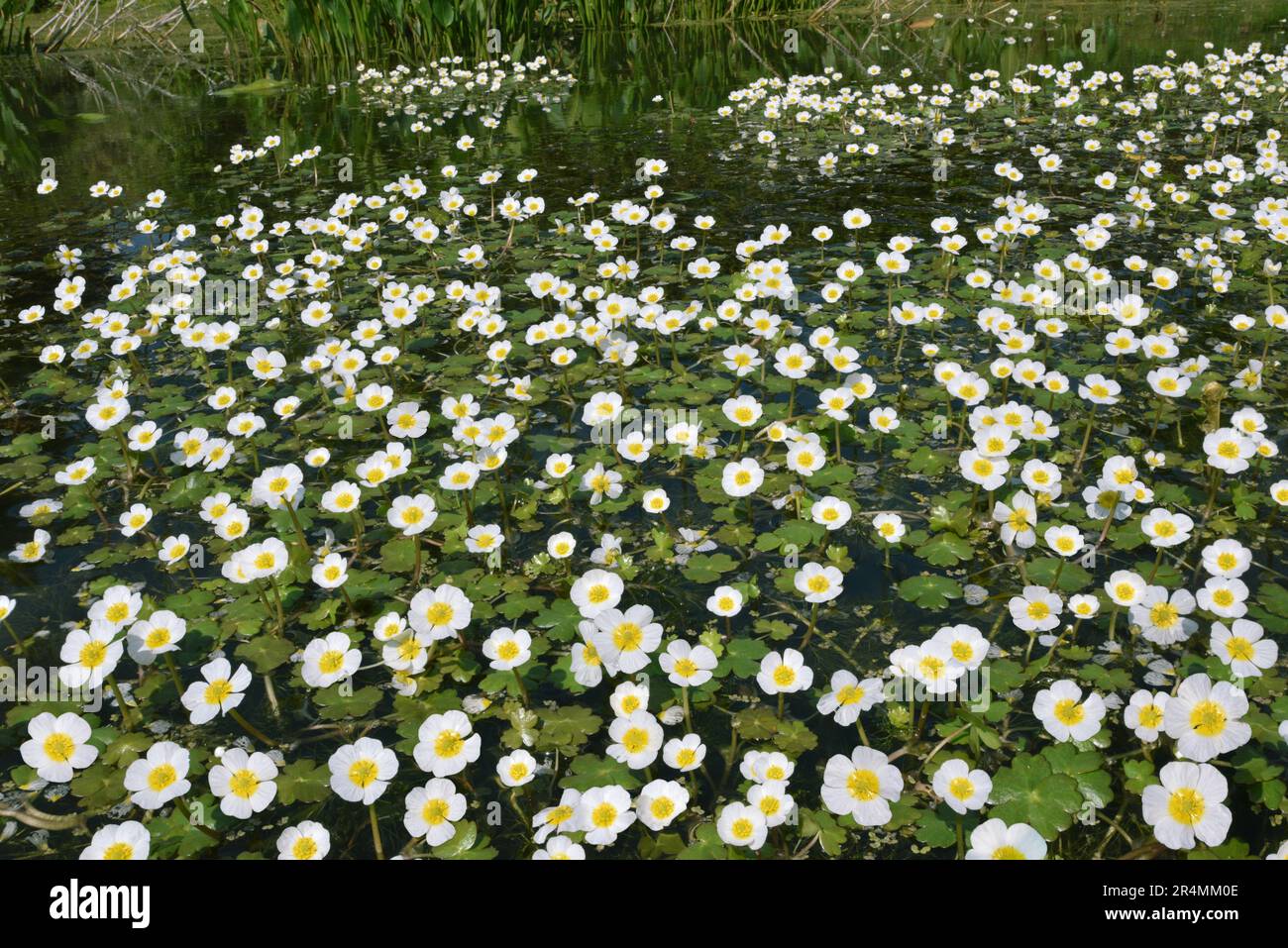 Pond Water-crowfoot - Ranunculus peltatus Stock Photo