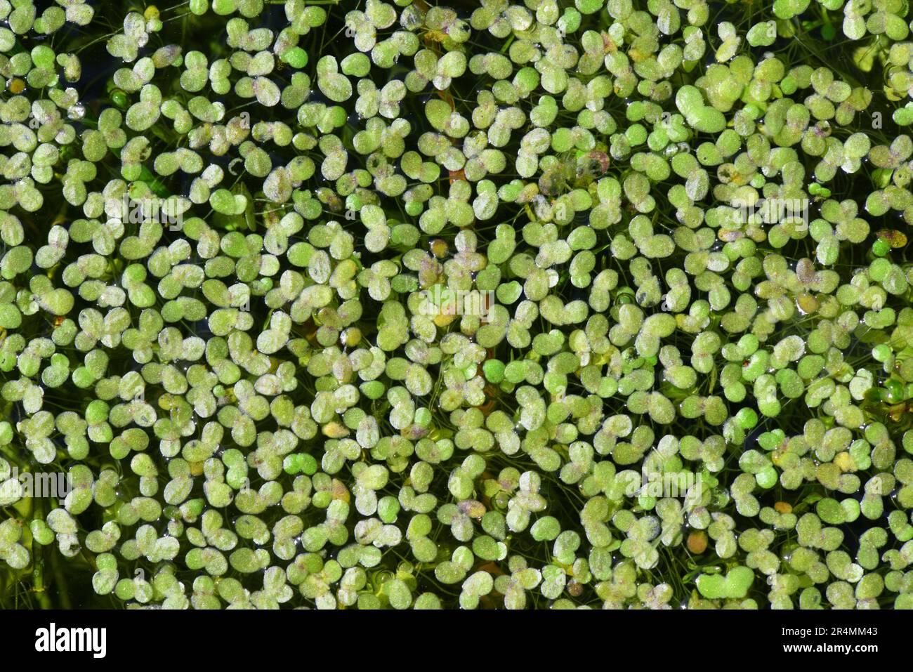 Least Duckweed - Lemna minuta Stock Photo