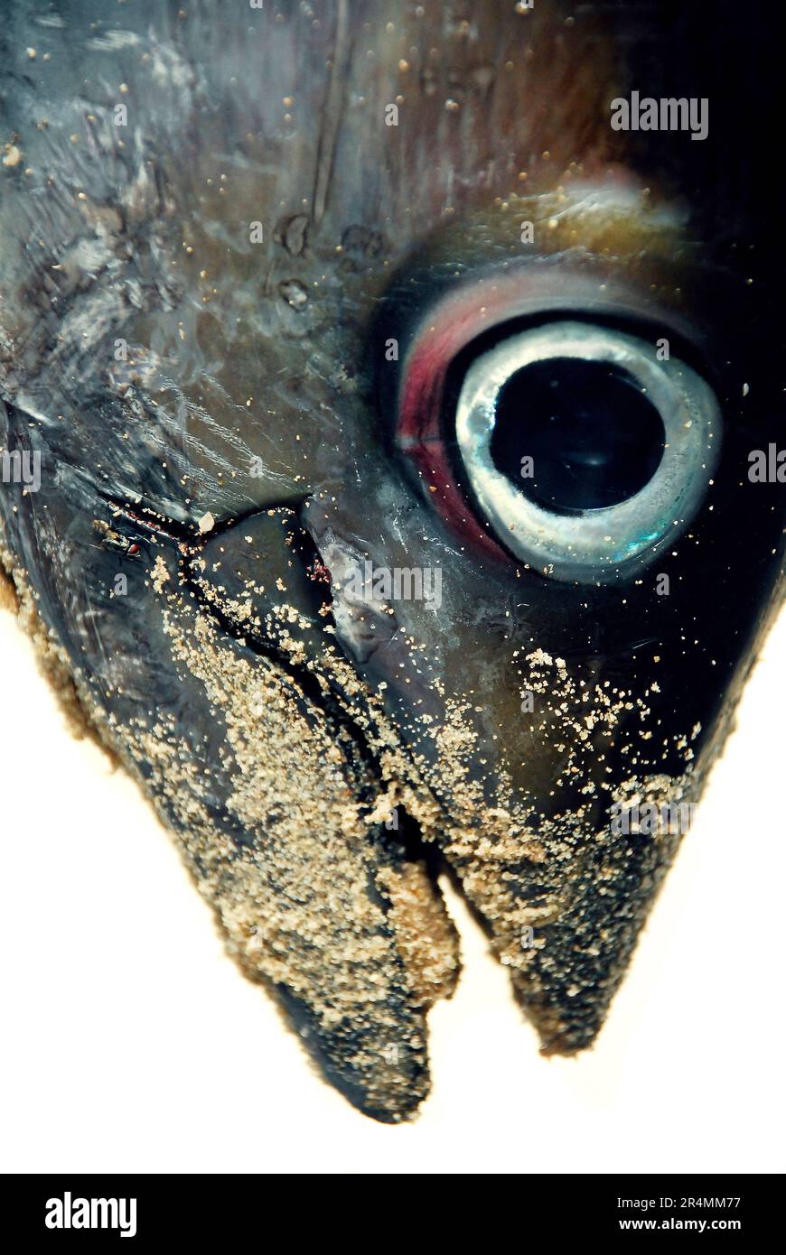 A fresh fish head in Mtwara, Tanzania Stock Photo Alamy