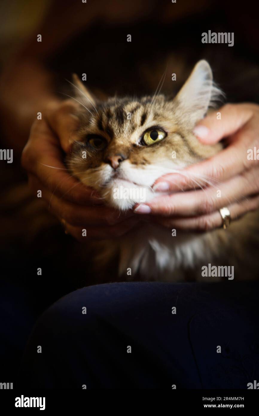 A woman lovingly holding her cat. Stock Photo