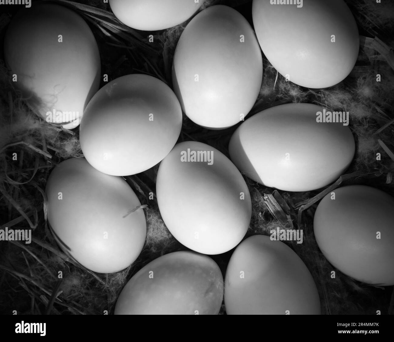 Birds eggs in a nest at a museum in Santa Barbara, California. Stock Photo