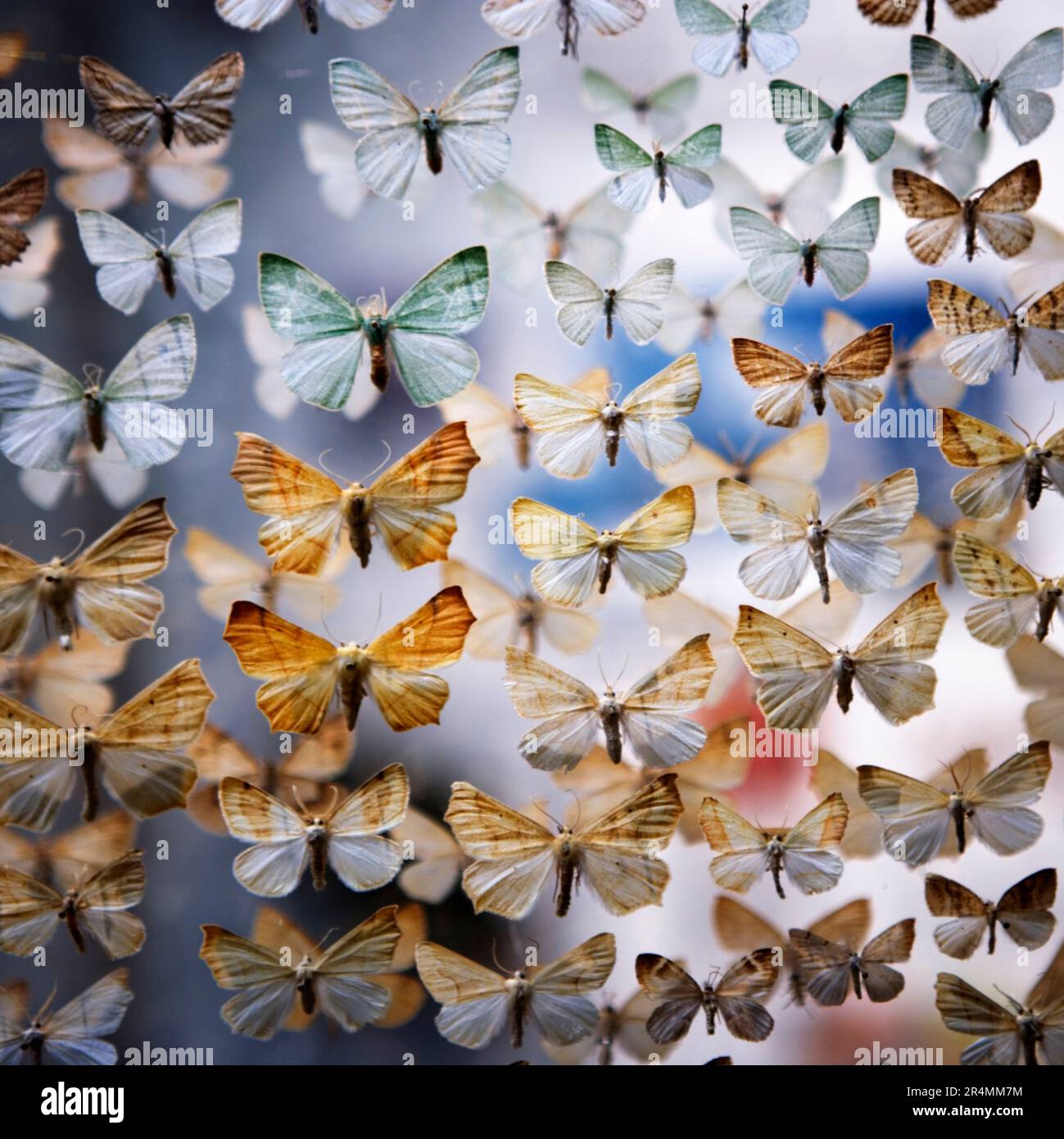 A collection of assorted mounted butterflies at a museum in Santa Barbara, California. Stock Photo