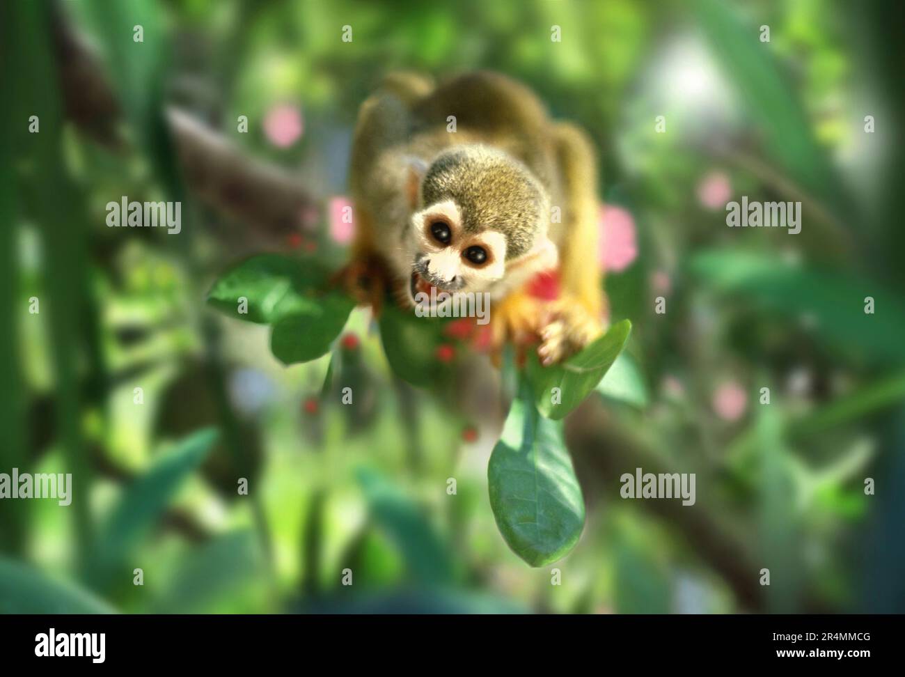 Squirrel monkey in Amazon jungle Stock Photo