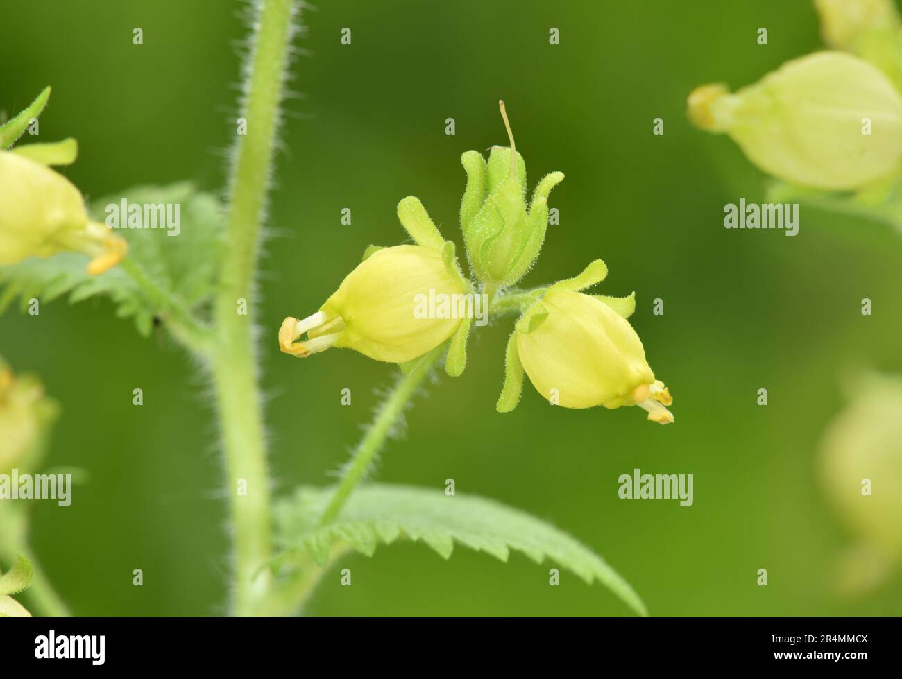 Yellow Figwort - Scrophularia vernalis Stock Photo