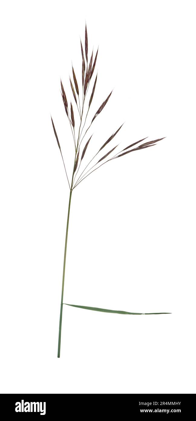 Upright Brome - Bromopsis erecta Stock Photo