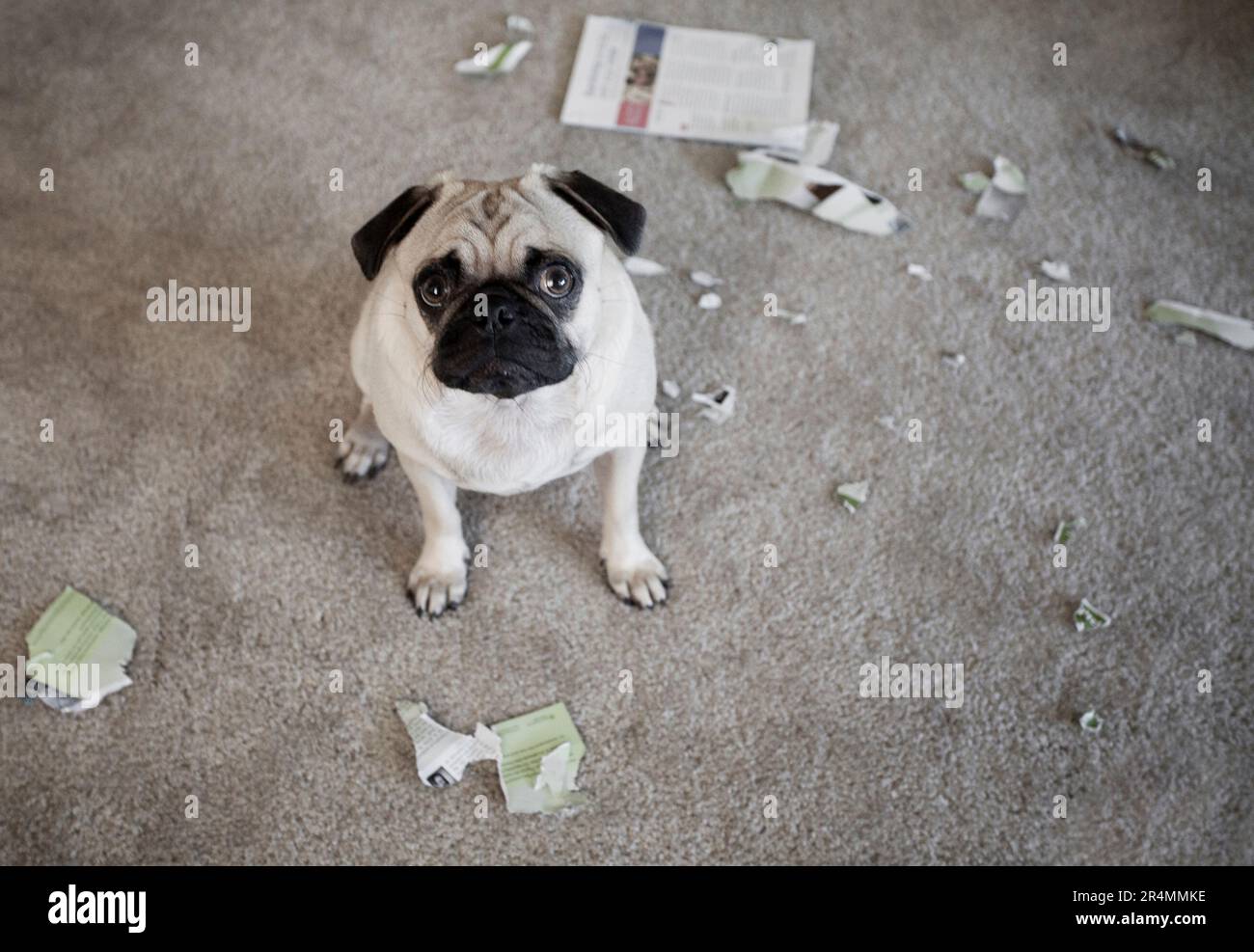 Bad Dog Pug Stock Photo