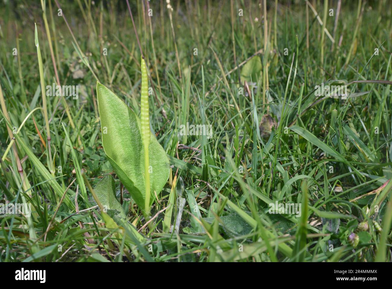 Adder's-tongue Fern - Ophioglossum vulgatum Stock Photo